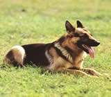 Adestramento de cães em Jacarepaguá